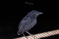 Bornean Whistling-Thrush photo 3