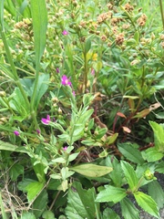 Centaurium japonicum