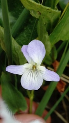 Viola stagnina