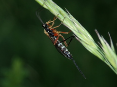 Lissonota lineolaris