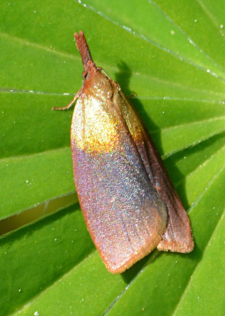 Sparganothis violaceana