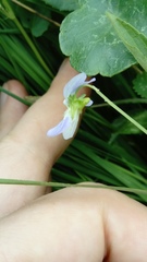 Viola stagnina