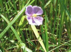 Osbeckia chinensis