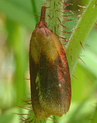 Sparganothis violaceana