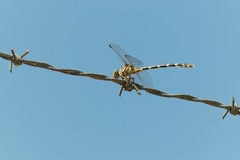 Phyllogomphoides stigmatus