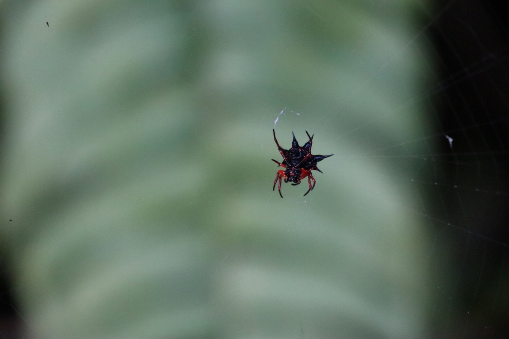 Gasteracantha pentagona
