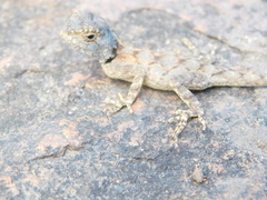 Agama mossambica