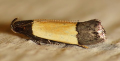 Anacampsis coverdalella