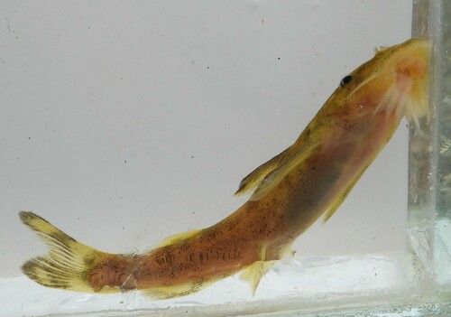 Sawfin rock catlet (Chiloglanis paratus) — Mochokidae — 4