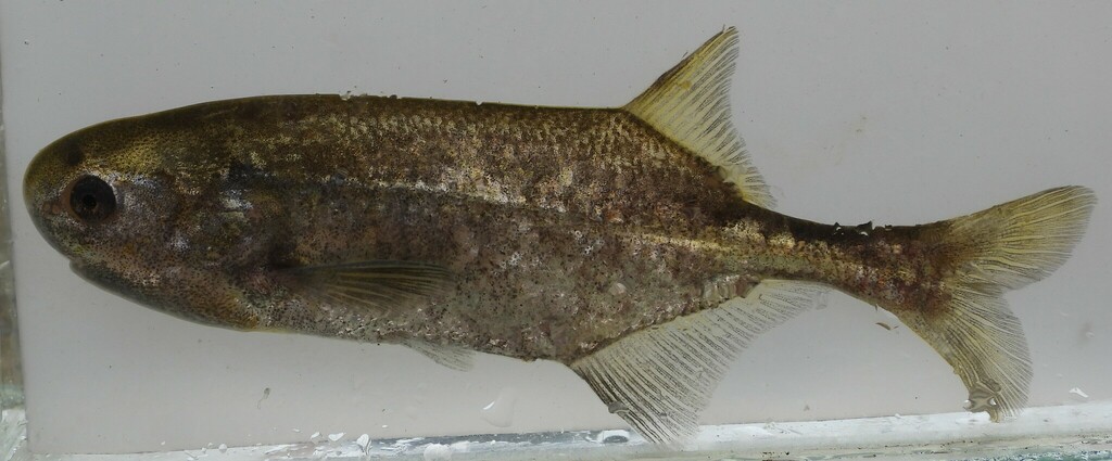 Eastern bottlenose (Petrocephalus wesselsi) — Mormyridae