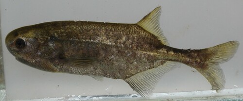 Eastern bottlenose (Petrocephalus wesselsi) — Mormyridae