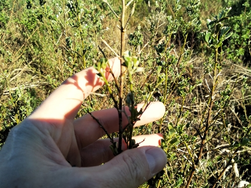 Renoster Capesweetpea (Podalyria microphylla)