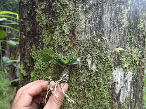 Aeranthes adenopoda H.Perrier