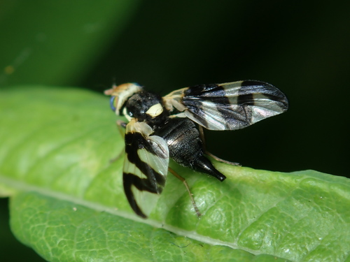 Daginė margasparnė nuotrauka