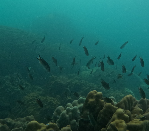 Neopomacentrus anabatoides observed 2024-08-01