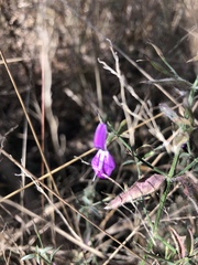Dicliptera decorticans