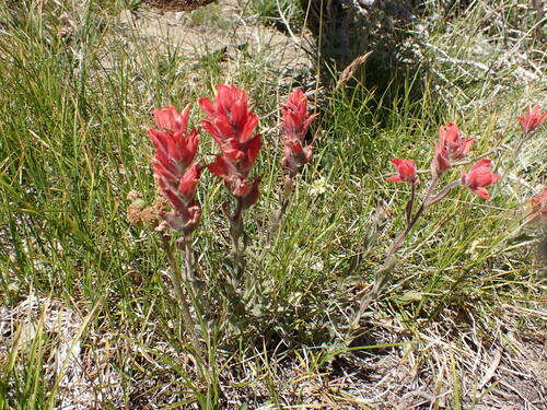 Image of Castilleja elmeri by (c) John Brew, some rights reserved (CC BY)
