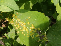 Phylloxera caryaefallax