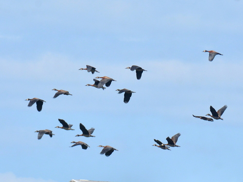 White-faced Whistling-Duck