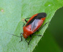 Tropidosteptes cardinalis