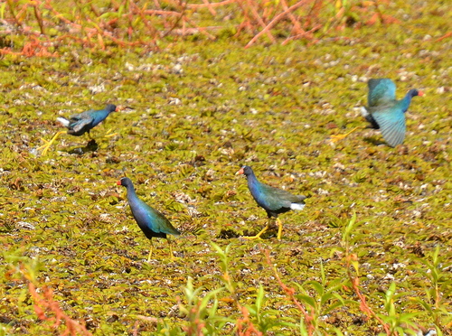 Purple Gallinule