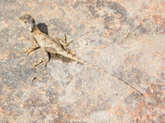 Agama mossambica