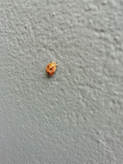 Harmonia axyridis