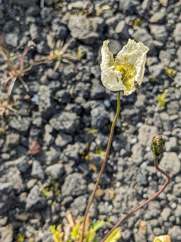 Image of Oreomecon radicata by (c) Pieter Huybrechts, some rights reserved (CC BY)