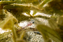 Suspicious Lizardfish photo 2