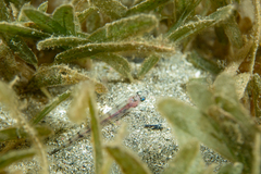 Suspicious Lizardfish photo 3