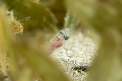 Suspicious Lizardfish photo 5