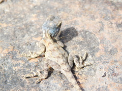 Agama mossambica