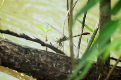 Arigomphus submedianus