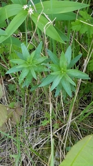 Lithospermum officinale