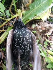 Sturnus vulgaris