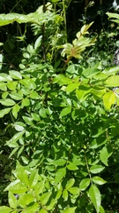 Zanthoxylum simulans