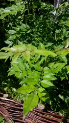 Zanthoxylum simulans