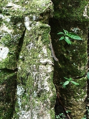 Dasia grisea