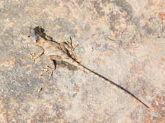 Agama mossambica