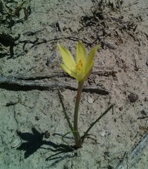 Zephyranthes longifolia