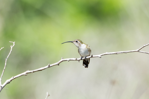 Mexican Sheartail