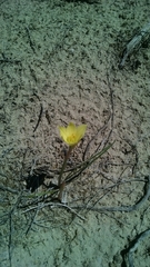 Zephyranthes longifolia