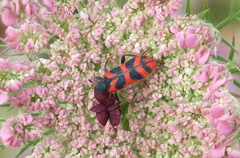 Trichodes umbellatarum