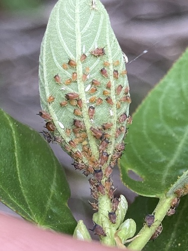 iNaturalist observation photo of California Lilac Aphid