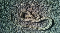 Bogertophis subocularis subocularis