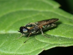 Chloromyia formosa