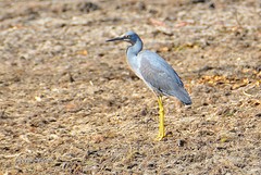 Egretta vinaceigula