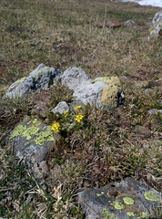 Draba aizoides