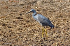 Egretta vinaceigula