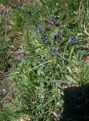 Polygala alpestris